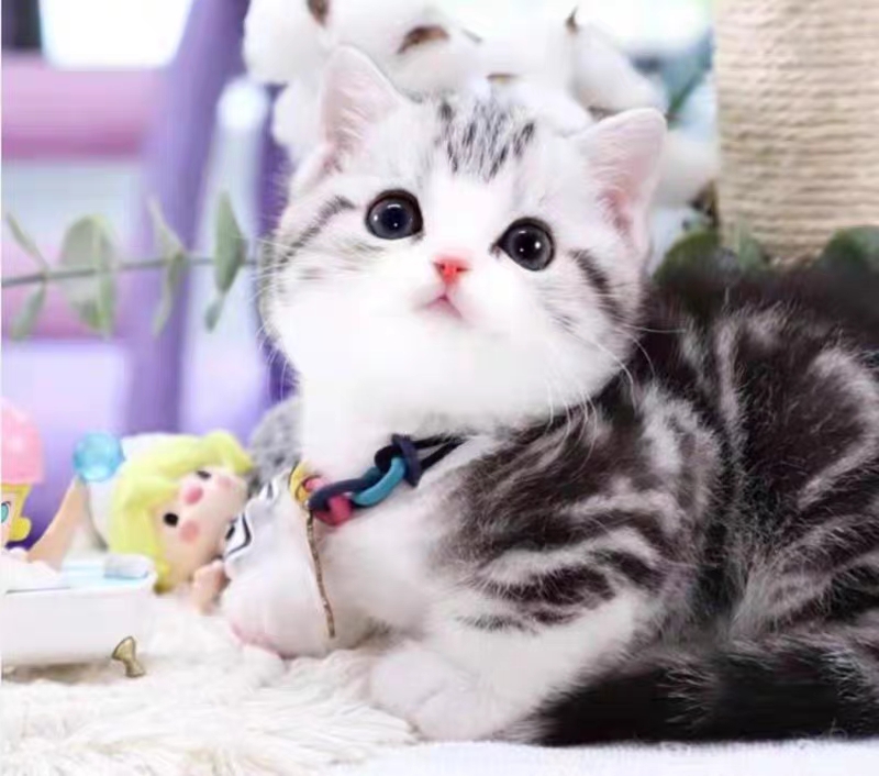 猫舍直销批发价出售,超便宜矮脚猫